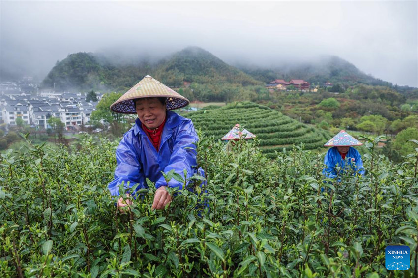 Zhejiang: indústria de chá Juyan registra crescimento sustentado