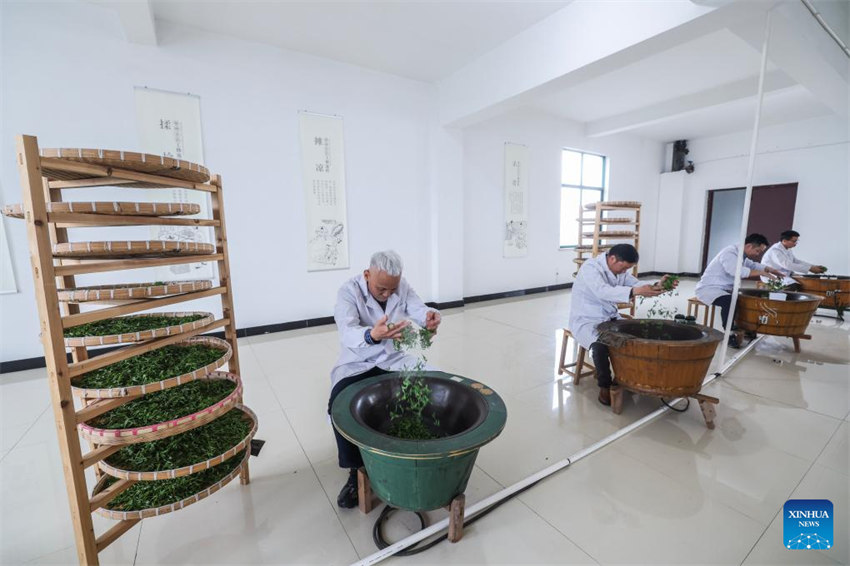 Zhejiang: indústria de chá Juyan registra crescimento sustentado