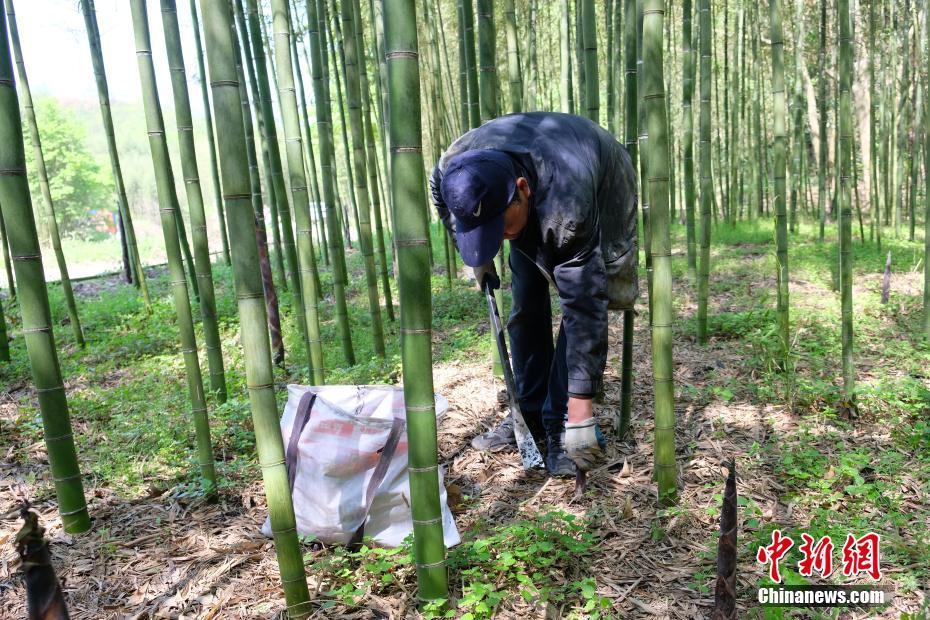 Brotos de bambu de Zhejiang exportados para exterior