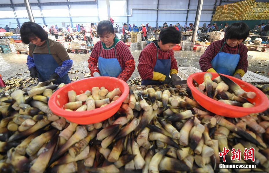 Brotos de bambu de Zhejiang exportados para exterior