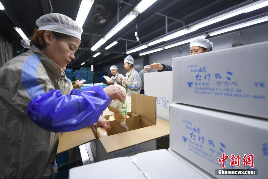 Brotos de bambu de Zhejiang exportados para exterior