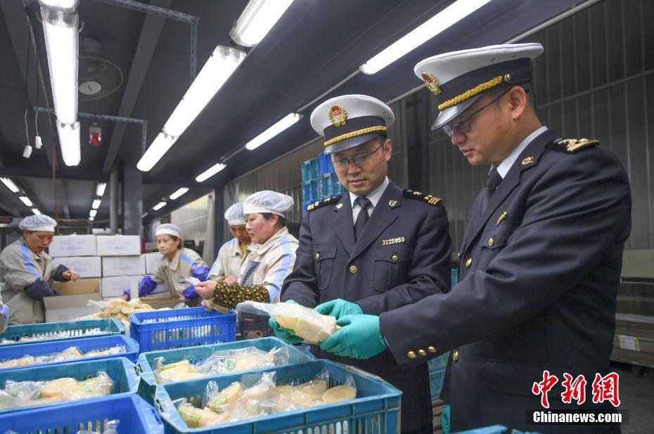 Brotos de bambu de Zhejiang exportados para exterior