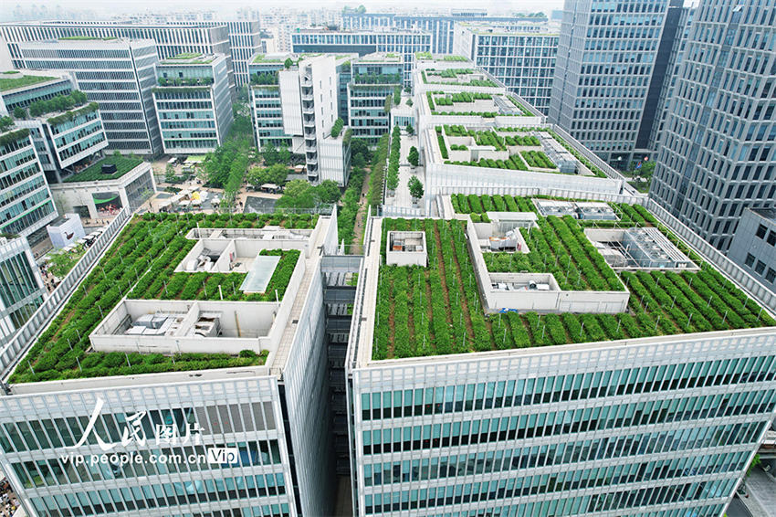 Galeria: jardins de chá nos telhados de edifícios atrai visitantes em Hangzhou