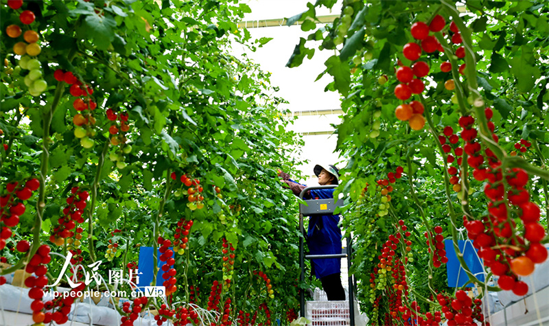 Agricultores ocupados com a colheita de tomate-cereja em Gansu, noroeste da China