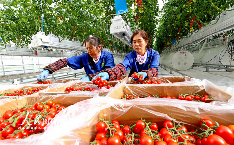 Agricultores ocupados com a colheita de tomate-cereja em Gansu, noroeste da China