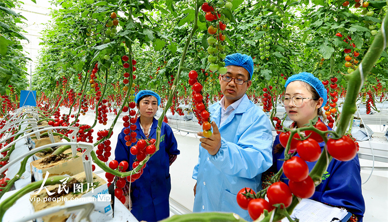 Agricultores ocupados com a colheita de tomate-cereja em Gansu, noroeste da China