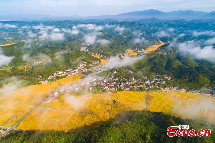 Galeria: cenário de colheita dourada do campo de trigo no leste da China