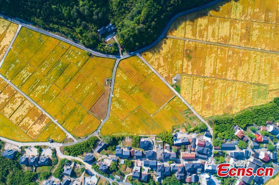 Galeria: cenário de colheita dourada do campo de trigo no leste da China