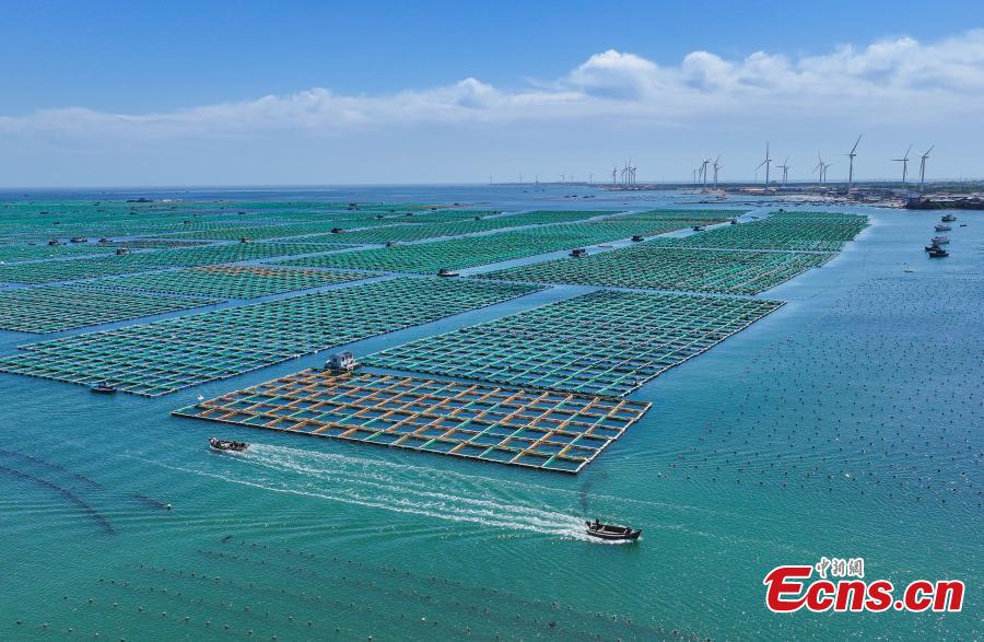 Complexo de pastagens ecológicas marinhas ganha impulso de desenvolvimento no leste da China
