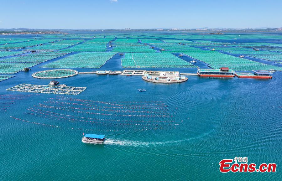 Complexo de pastagens ecológicas marinhas ganha impulso de desenvolvimento no leste da China