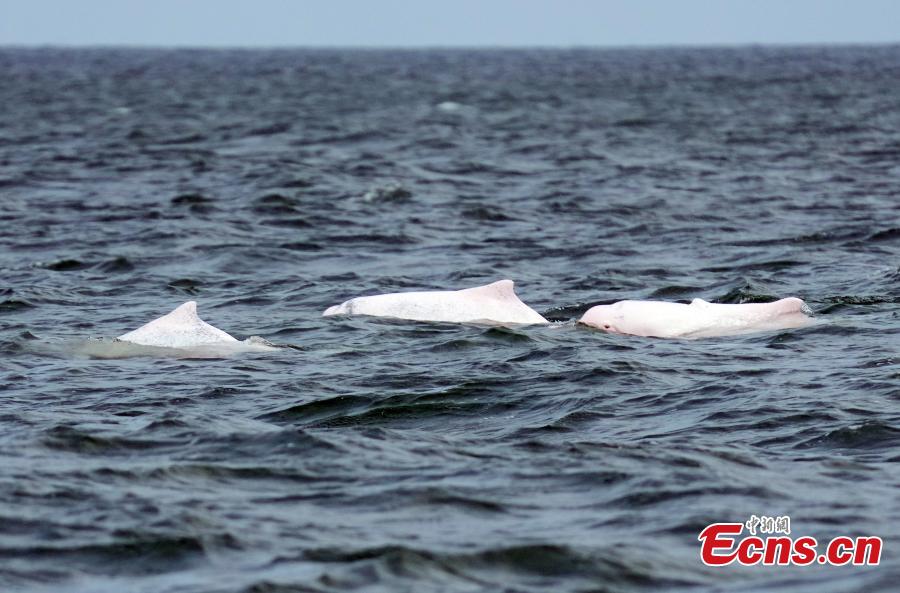 Golfinhos brancos chineses são vistos na Baía de Leizhou