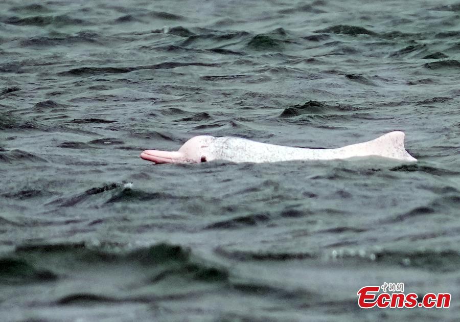 Golfinhos brancos chineses são vistos na Baía de Leizhou