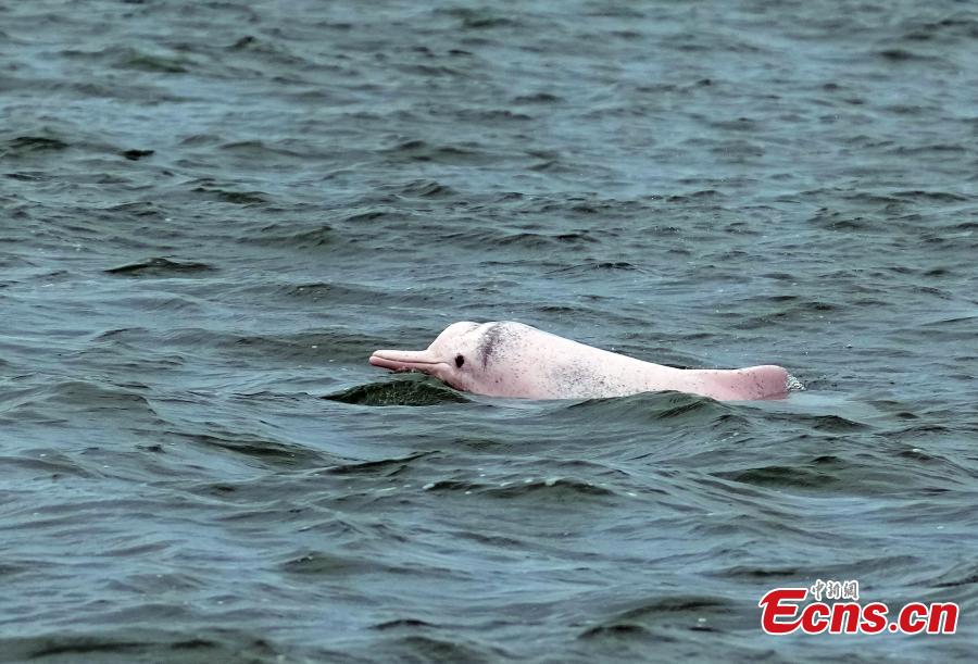 Golfinhos brancos chineses são vistos na Baía de Leizhou