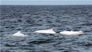 Golfinhos brancos chineses são vistos na Baía de LeizhouA Baía de Leizhou foi listada como uma área de reserva natural de golfinhos brancos chineses em Zhanjiang em 2007. Atualmente, Zhanjiang é o lar do segundo maior grupo de golfinhos brancos chineses do mundo. 