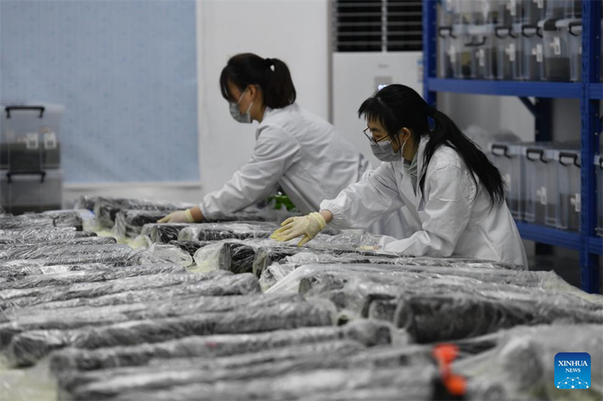 Escavação arqueológica na tumba de Wuwangdun em Anhui produz descobertas importantes
