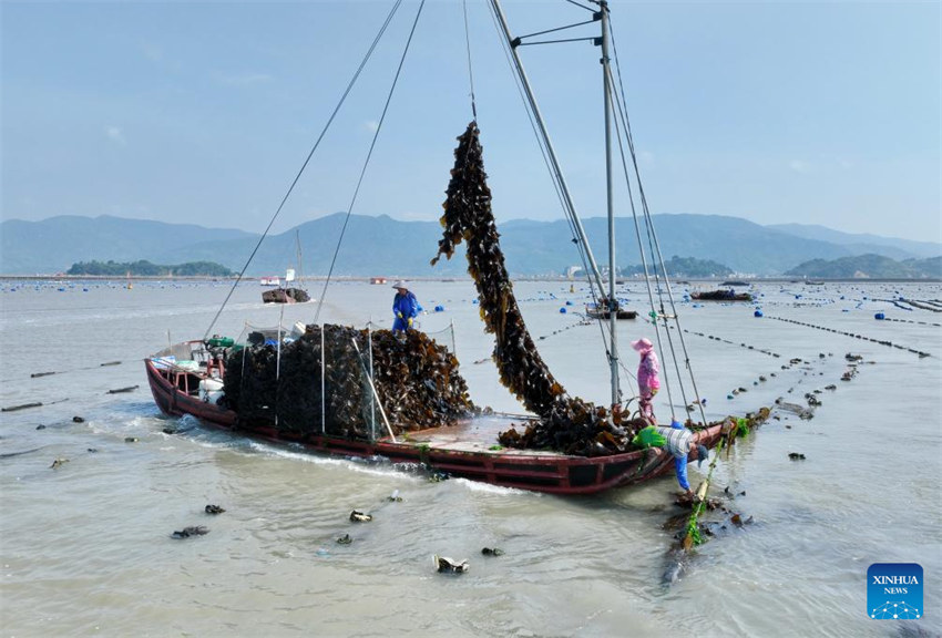 Fujian acelera desenvolvimento de maricultura