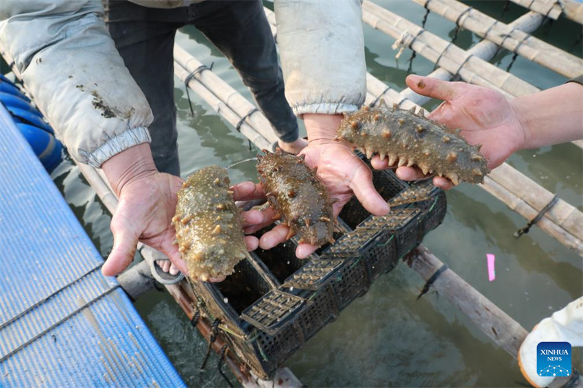 Fujian acelera desenvolvimento de maricultura