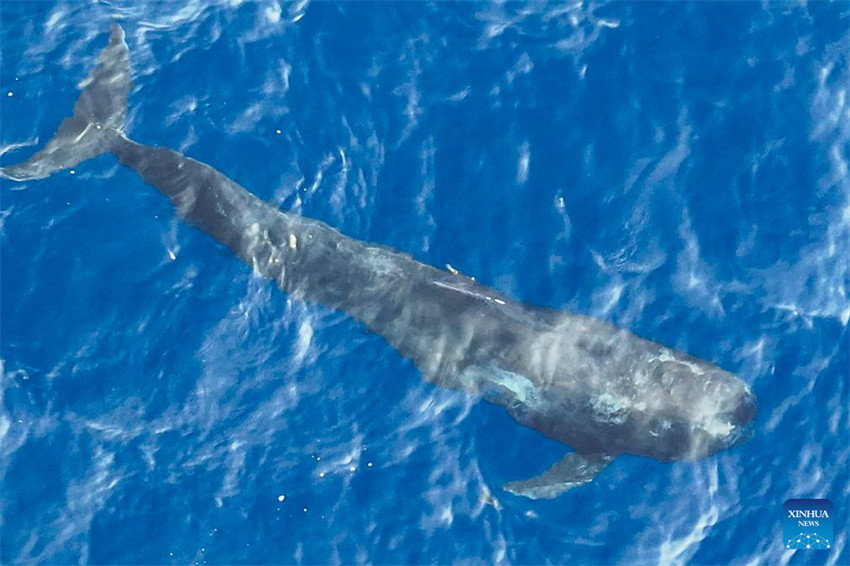Baleia resgatada é libertada no sul da China