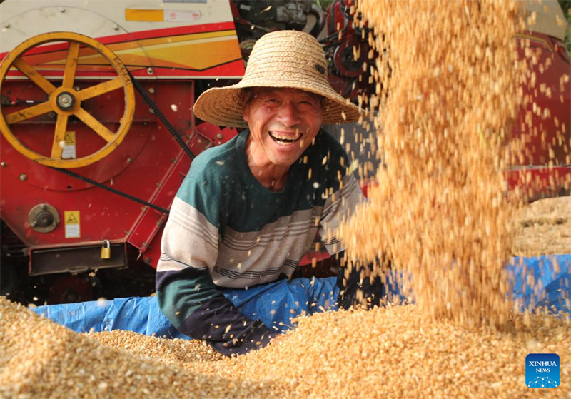Henan prepara temporada da colheita de trigo