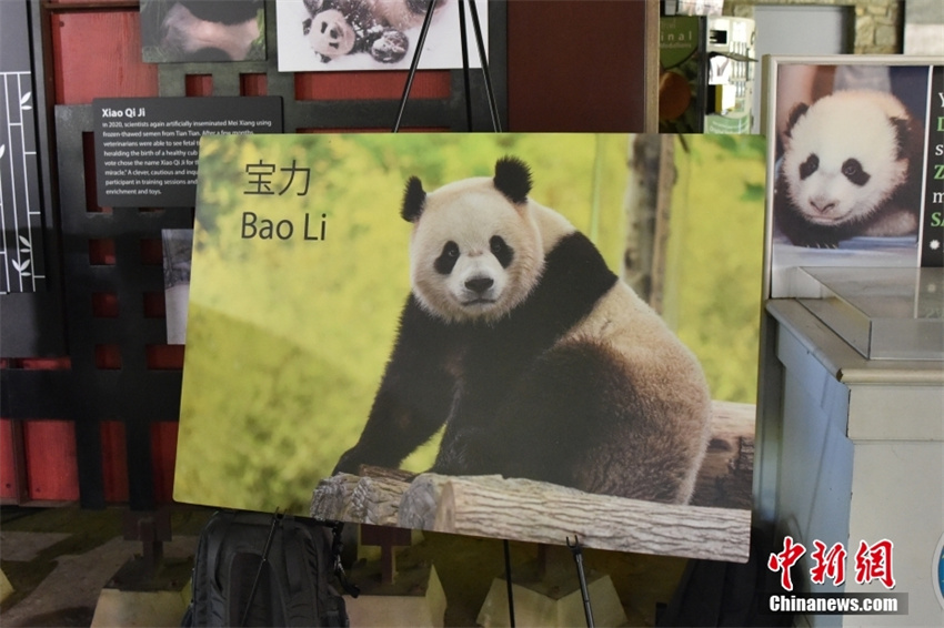 EUA: Zoológico Nacional de Washington receberá dois pandas gigantes da China