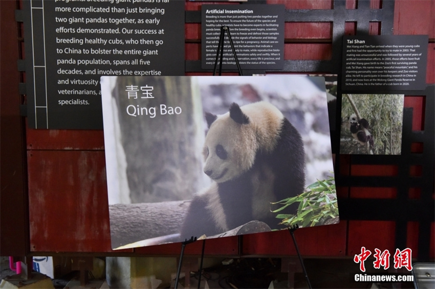 EUA: Zoológico Nacional de Washington receberá dois pandas gigantes da China