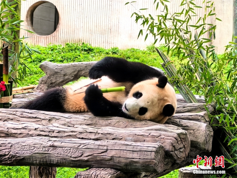 Panda gigante Fu Bao se encontra com o público em nova casa em Sichuan