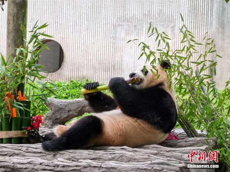 Panda gigante Fu Bao se encontra com o público em nova casa em Sichuan