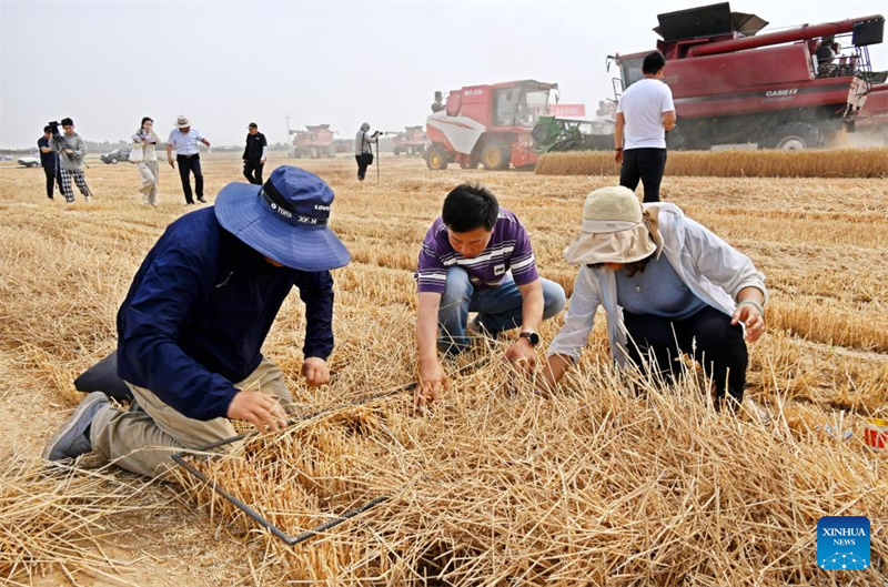Ceifeiras-debulhadoras colhem trigo em Qingdao, no leste da China