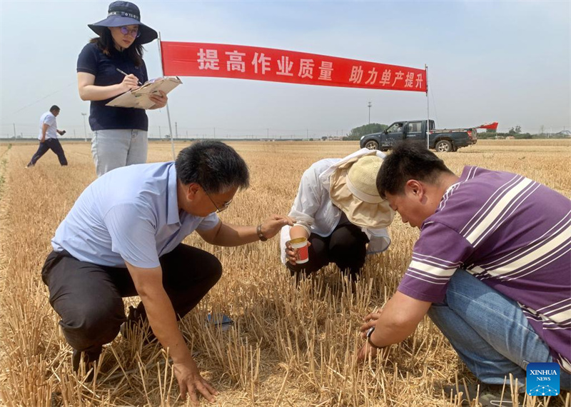 Ceifeiras-debulhadoras colhem trigo em Qingdao, no leste da China