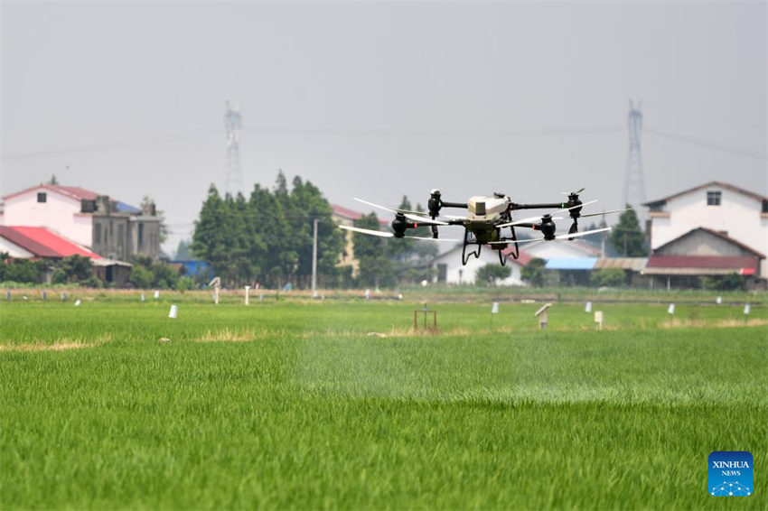 Plantação de arroz verde e agricultura inteligente impulsionam desenvolvimento agrícola na China