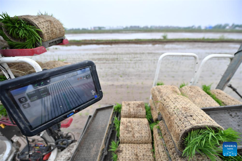 Plantação de arroz verde e agricultura inteligente impulsionam desenvolvimento agrícola na China