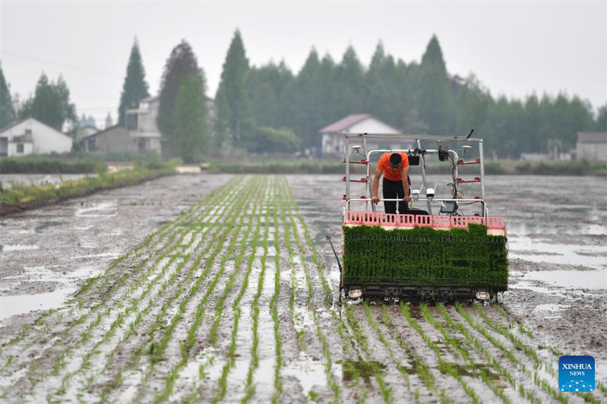 Plantação de arroz verde e agricultura inteligente impulsionam desenvolvimento agrícola na China