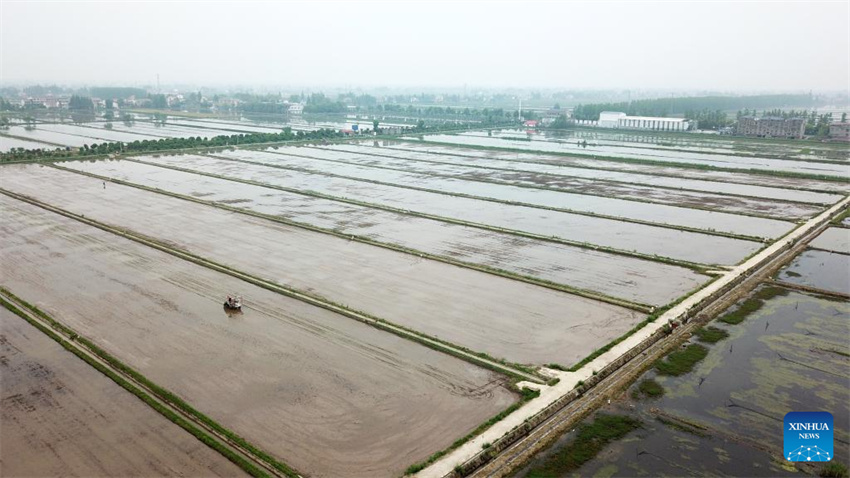 Plantação de arroz verde e agricultura inteligente impulsionam desenvolvimento agrícola na China