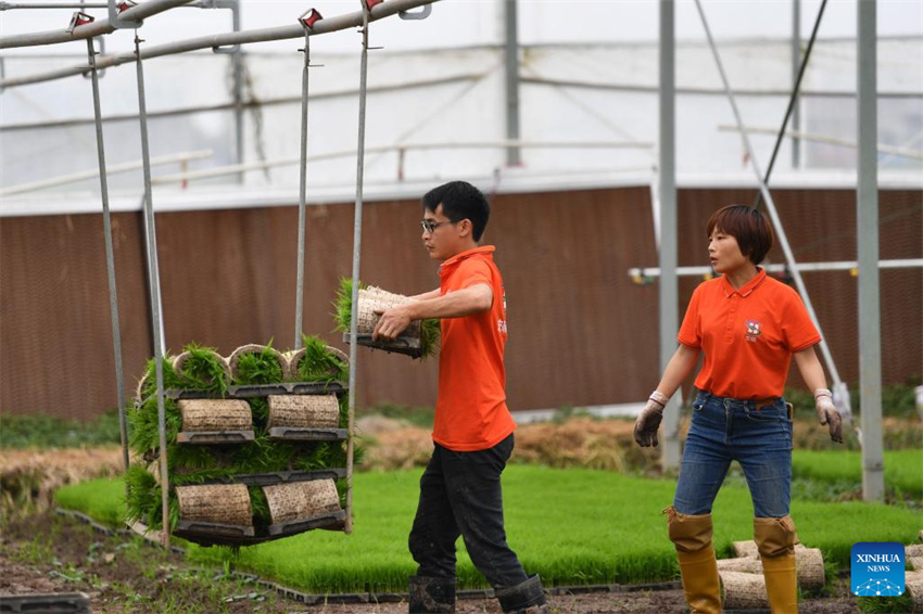 Plantação de arroz verde e agricultura inteligente impulsionam desenvolvimento agrícola na China