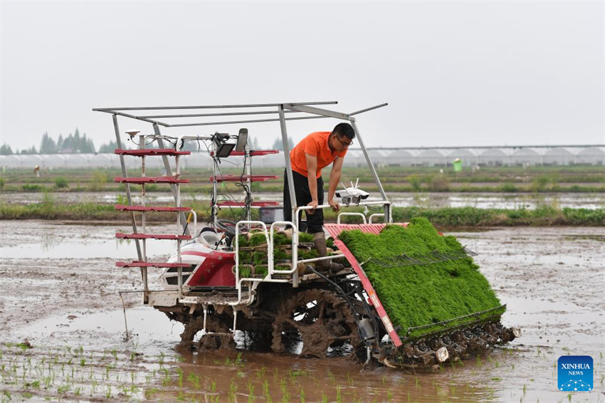 Plantação de arroz verde e agricultura inteligente impulsionam desenvolvimento agrícola na China