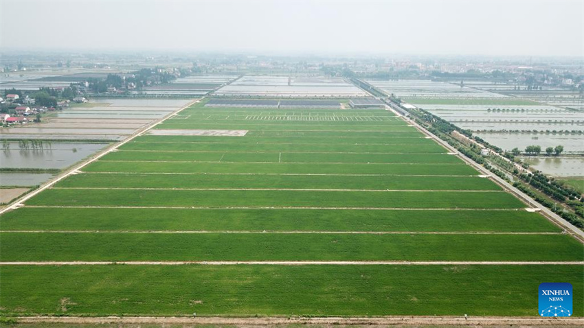 Plantação de arroz verde e agricultura inteligente impulsionam desenvolvimento agrícola na China