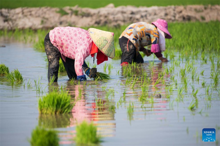 Plantação de arroz verde e agricultura inteligente impulsionam desenvolvimento agrícola na China