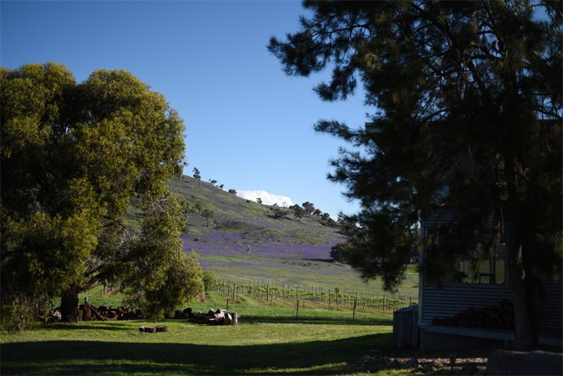 Galeria: vinho australiano pauta evolução do comércio sino-australiano