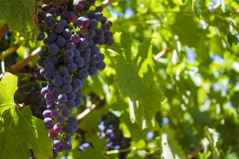 Galeria: vinho australiano pauta evolução do comércio sino-australiano