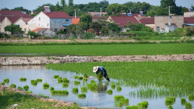 Plantação de arroz verde e agricultura inteligente impulsionam desenvolvimento agrícola na China
