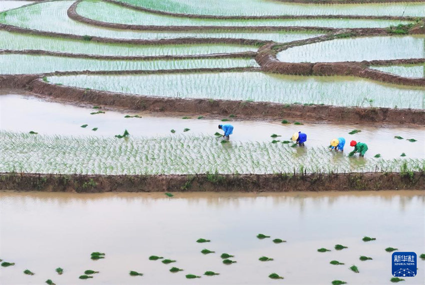 China inicia alta temporada de semeadura de verão