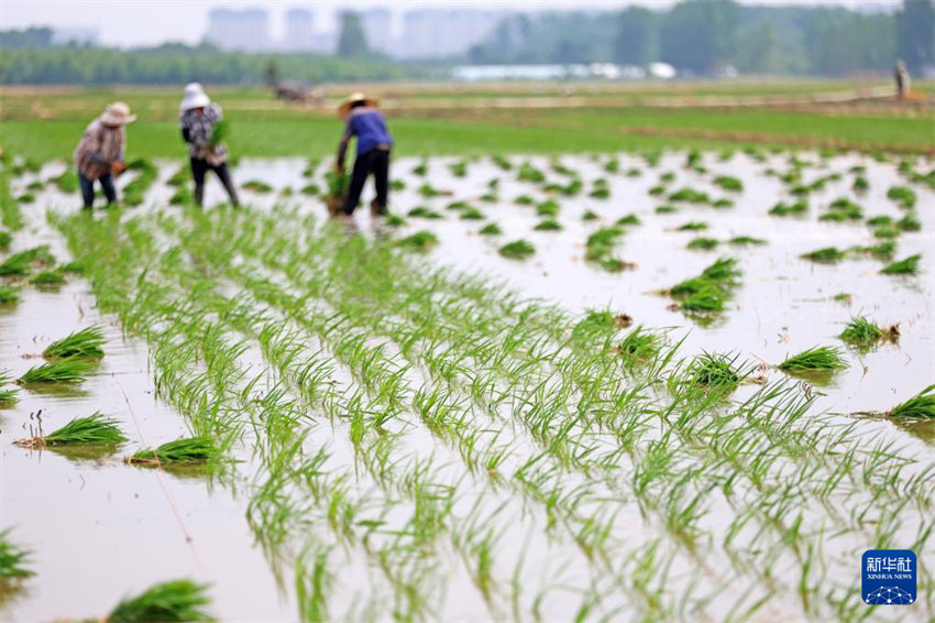 China inicia alta temporada de semeadura de verão