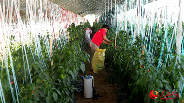 Investir em Henan: agricultura possibilita geração de riqueza para população geral
