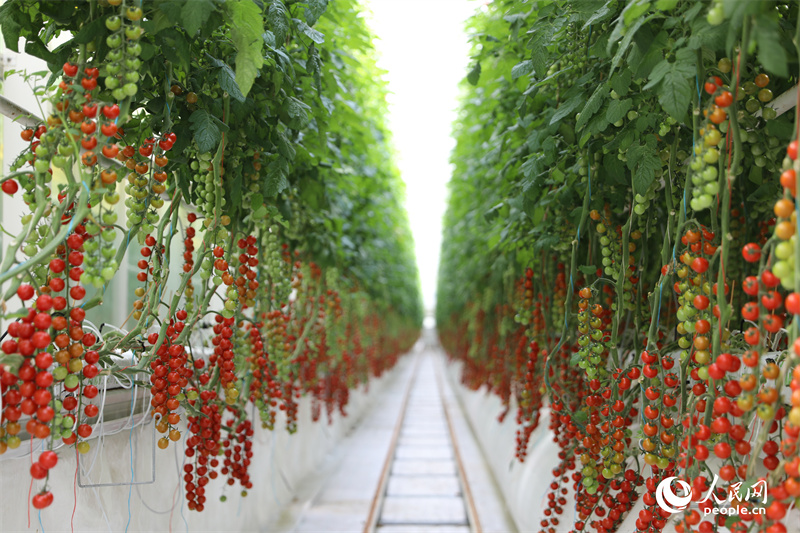 Investir em Xinjiang: tecnologia de ponta aplicada em parque agrícola permite colheitas durante todo o ano