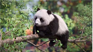 China revela o primeiro panda gigante de IA do mundo vivendo em um ‘habitat na nuvem’



A Inteligência Artificial (IA) conseguiu capturar a fofura do panda gigante quando o primeiro panda virtual do mundo foi revelado na quarta-feira (19).
 
