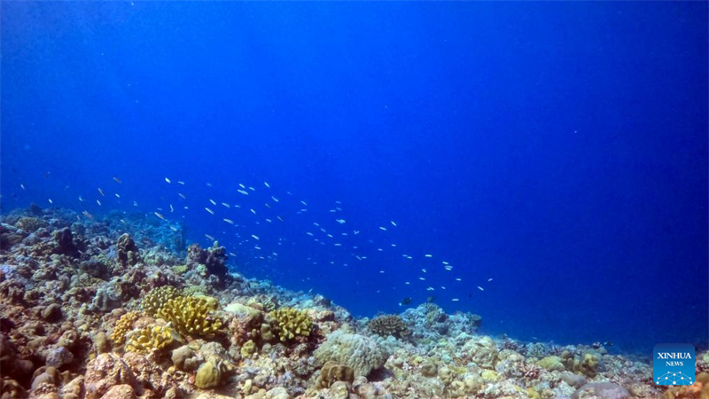 Relatório mostra excelente qualidade ambiental da área de Huangyan Dao