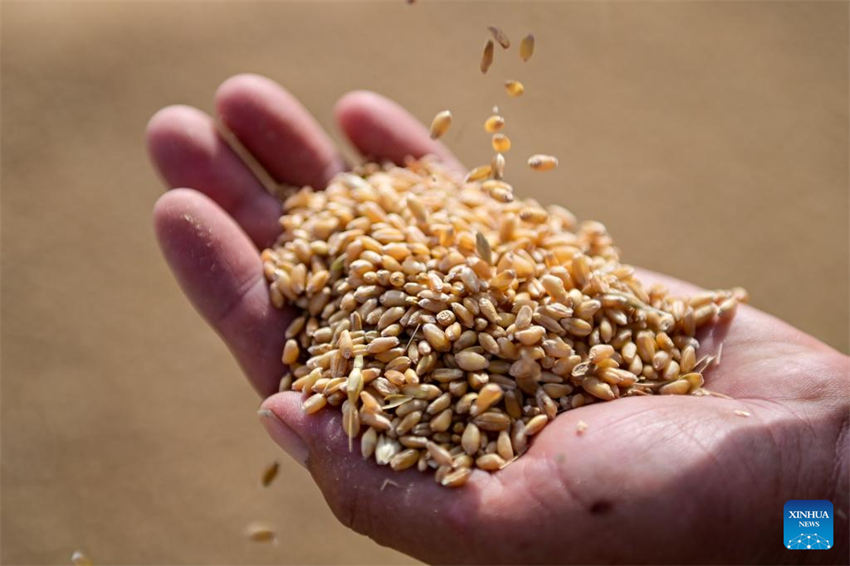 Um trabalhador verifica o trigo recém-colhido num armazém de uma empresa de grãos e petróleo no condado de Qitai, Prefeitura Autônoma da Etnia Hui de Changji, em Xinjiang, no noroeste da China, em 9 de julho de 2024.