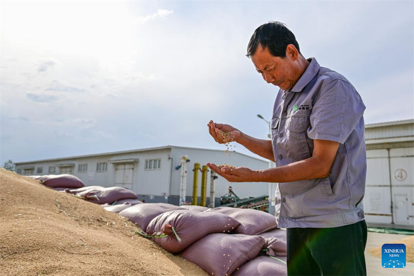 Grande área de produção de trigo em Xinjiang entra na temporada de colheita