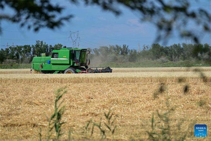 Grande área de produção de trigo em Xinjiang entra na temporada de colheita