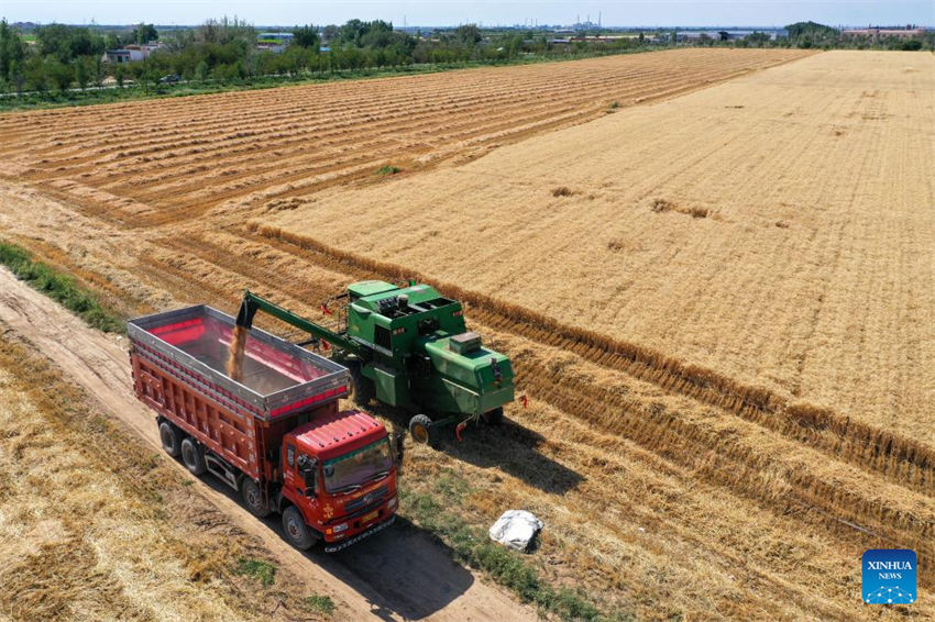 Grande área de produção de trigo em Xinjiang entra na temporada de colheita